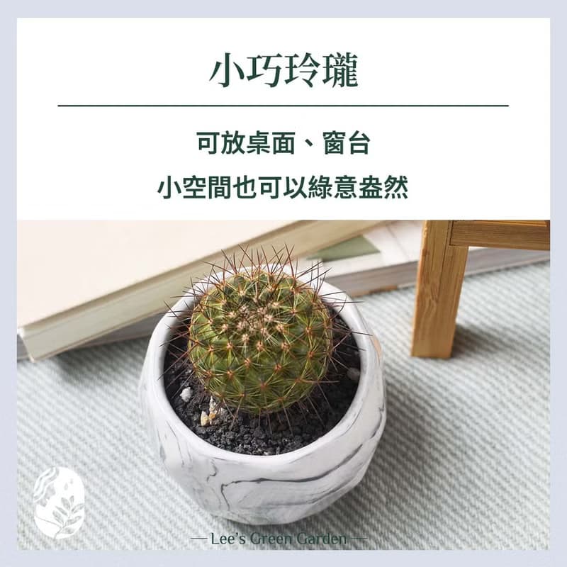 李的綠意花園 北歐風多肉小盆 小花盆 瓷盆 大理石紋 ins風 多肉