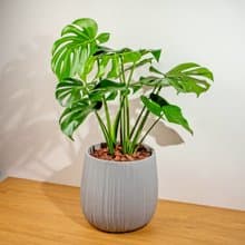 龜背芋灰條紋水泥盆栽 開幕盆栽推薦 落地盆栽
