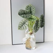 水培植栽│銀龍觀音蓮_室內植物 辦公室盆栽 店內擺設 送禮