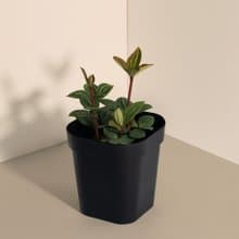 Parallel 白脈椒草_ 室內植栽