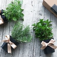 青檸羅勒/海洋之霧迷迭香/尼德蘭綠薄荷-泡茶香草組合 (3盆)