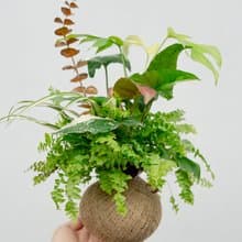 植物球 Pro Max