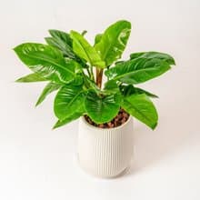 綠帝王落地盆栽 直條紋湛白圓盆 落地盆栽禮 開幕送禮 植栽