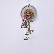 黃花新月│水泥上板植栽│陽台植物│喜光植物│觀葉植物│多肉