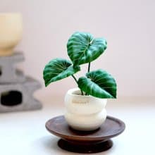 錦緞蔓綠絨－手工革製小盆栽 送禮