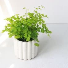 植栽 盆栽 l 鐵線蕨  手指餅乾水泥盆  浪漫系葉片 手工 散光