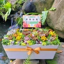 【急件可】免費卡片/安全運送/多肉盆栽/水泥盆/開幕 升遷 喬遷