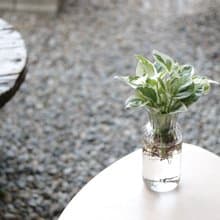 水培植栽│白金葛_室內植物 辦公室盆栽 店內擺設
