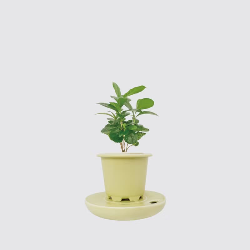 │ 窯瓷系列 │ 咖啡苗 - 寵物友善 室內植物 水耕盆栽 懶人植物