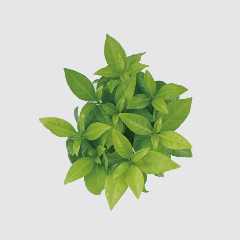 │ 窯瓷系列 │ 咖啡苗 - 寵物友善 室內植物 水耕盆栽 懶人植物