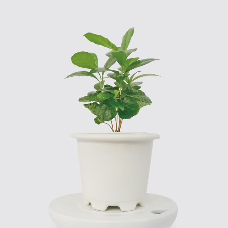 │ 窯瓷系列 │ 咖啡苗 - 寵物友善 室內植物 水耕盆栽 懶人植物