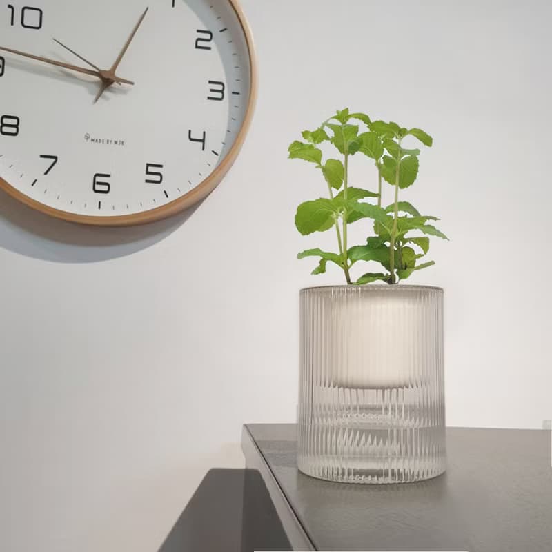 薄荷 香草植物 懶人盆栽