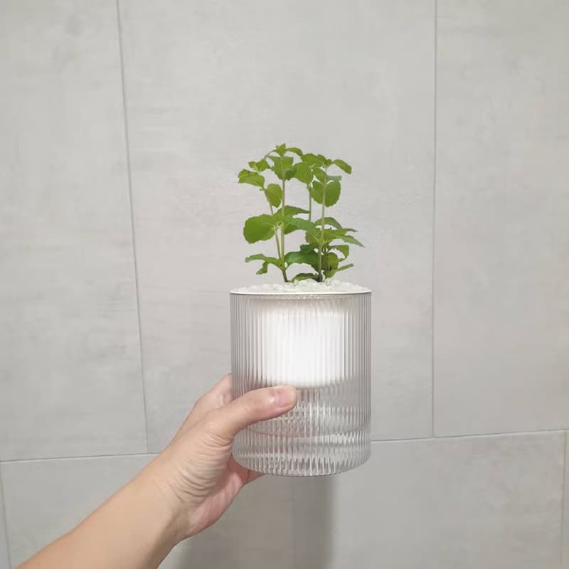 薄荷 香草植物 懶人盆栽