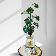 蕨美植栽 水耕植栽 芹葉福祿桐 x 高直玻璃瓶 簡約質感・輕鬆綠意