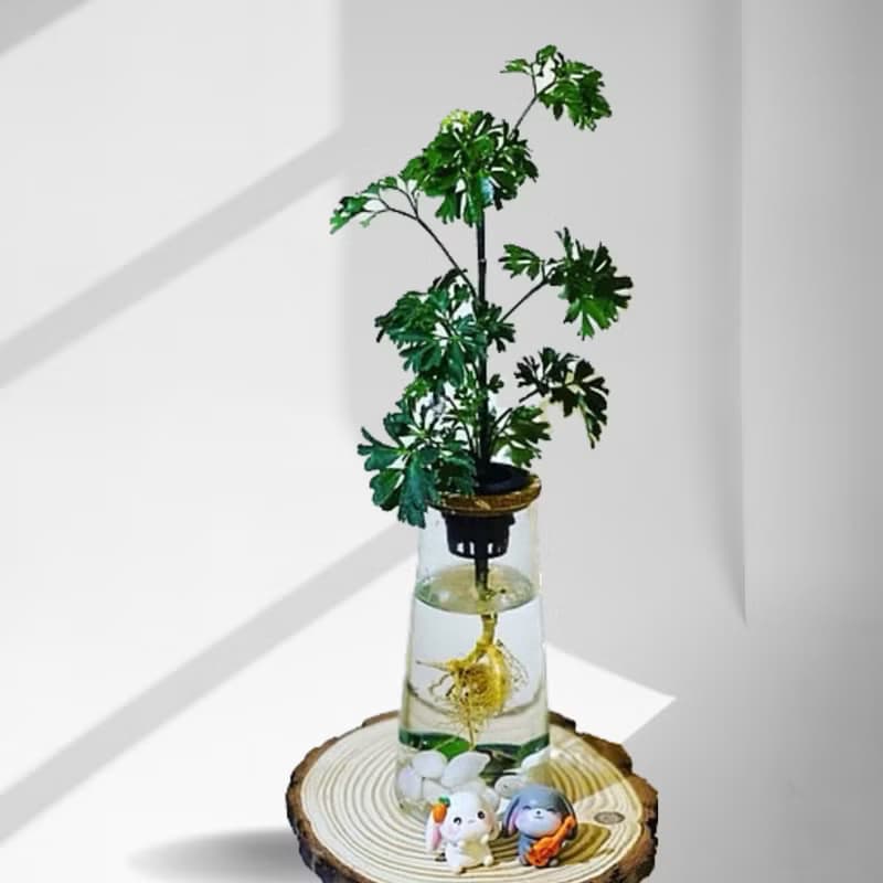 蕨美植栽 水耕植栽 芹葉福祿桐 x 高直玻璃瓶 簡約質感・輕鬆綠意