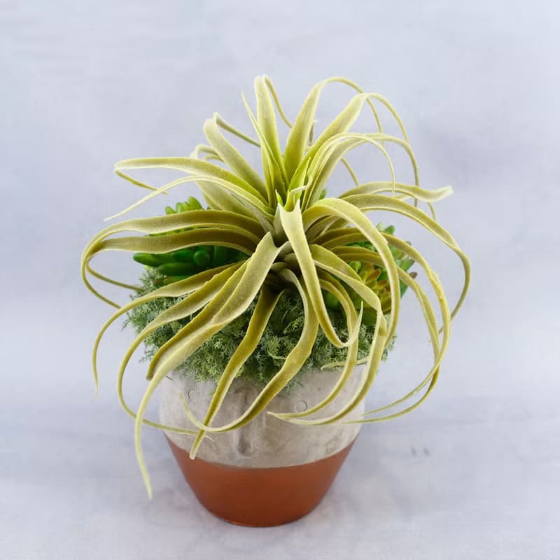 植毛空氣鳳梨多肉植栽/擬真植物/禮物/綠化/永不凋零/佈置