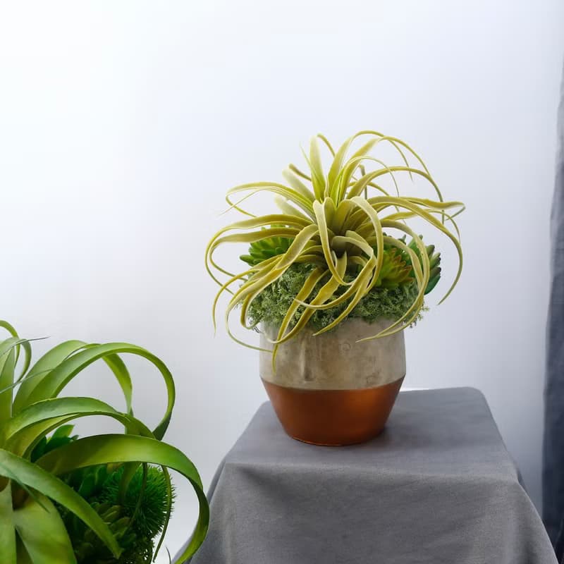 植毛空氣鳳梨多肉植栽/擬真植物/禮物/綠化/永不凋零/佈置