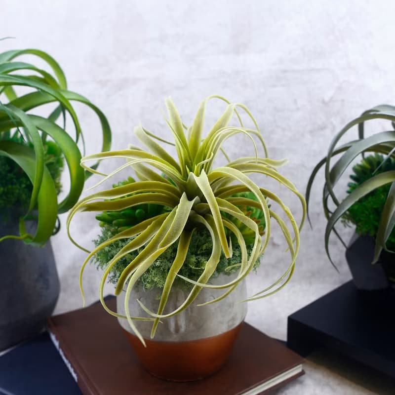 植毛空氣鳳梨多肉植栽/擬真植物/禮物/綠化/永不凋零/佈置