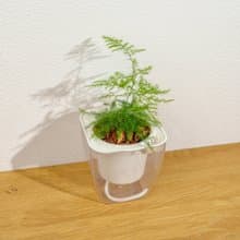文竹 免澆水方形盆栽 室內植物 觀葉植物 禮物盆栽 辦公室