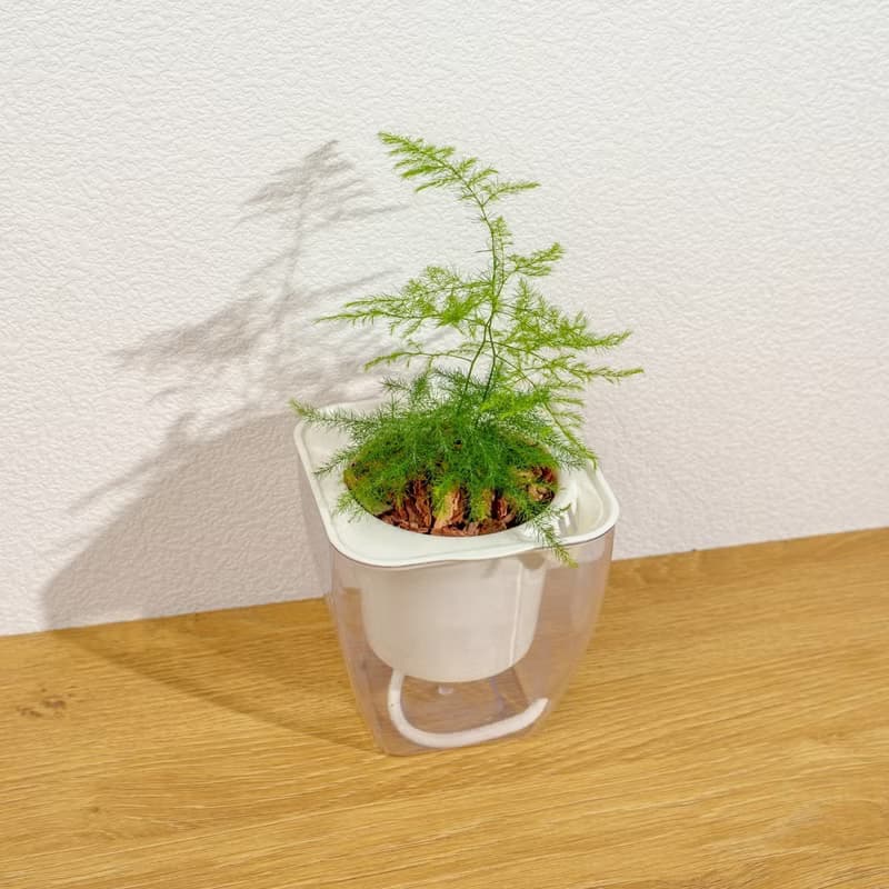 文竹 免澆水方形盆栽 室內植物 觀葉植物 禮物盆栽 辦公室