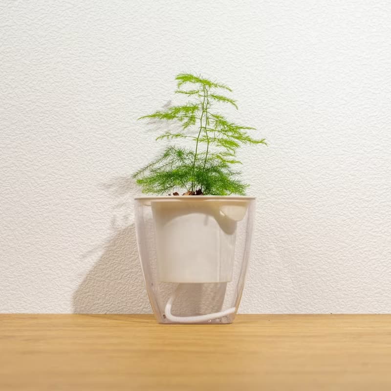 文竹 免澆水方形盆栽 室內植物 觀葉植物 禮物盆栽 辦公室