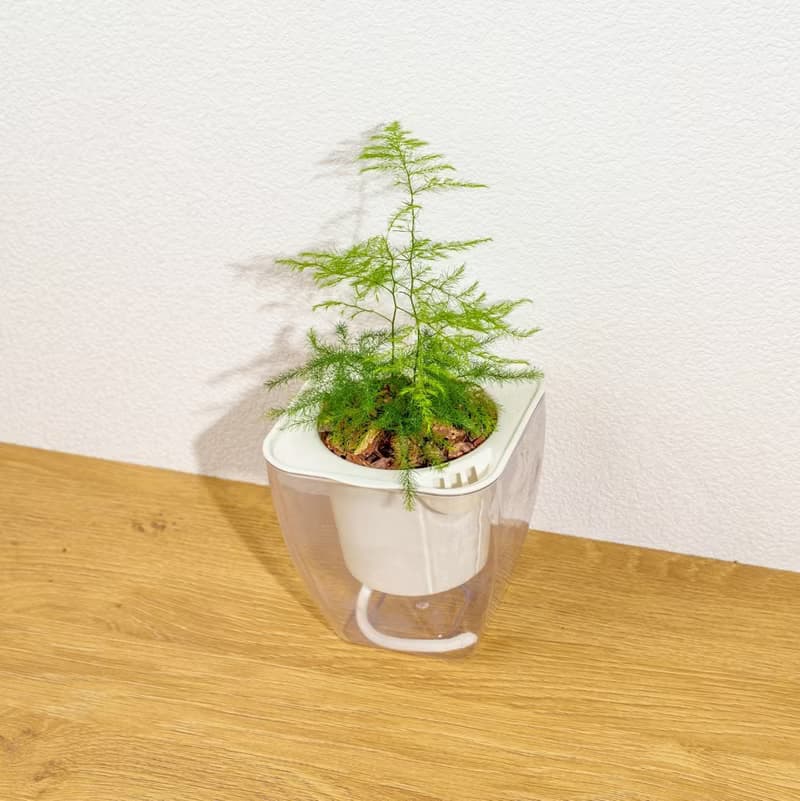文竹 免澆水方形盆栽 室內植物 觀葉植物 禮物盆栽 辦公室