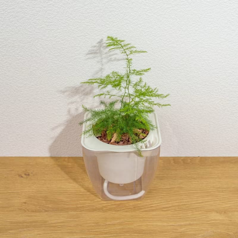 文竹 免澆水方形盆栽 室內植物 觀葉植物 禮物盆栽 辦公室