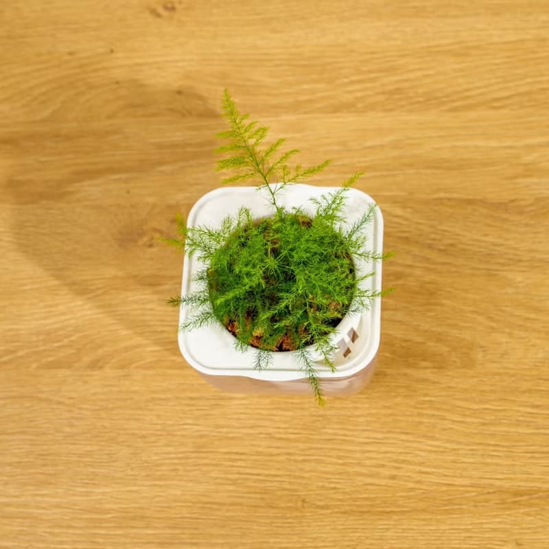 文竹 免澆水方形盆栽 室內植物 觀葉植物 禮物盆栽 辦公室