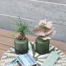 水培植栽 l 裸根榆樹_室內植物 辦公室盆栽 店內擺件 送禮