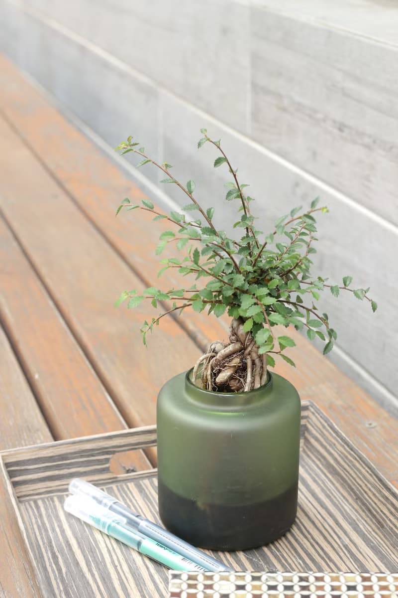 水培植栽 l 裸根榆樹_室內植物 辦公室盆栽 店內擺件 送禮