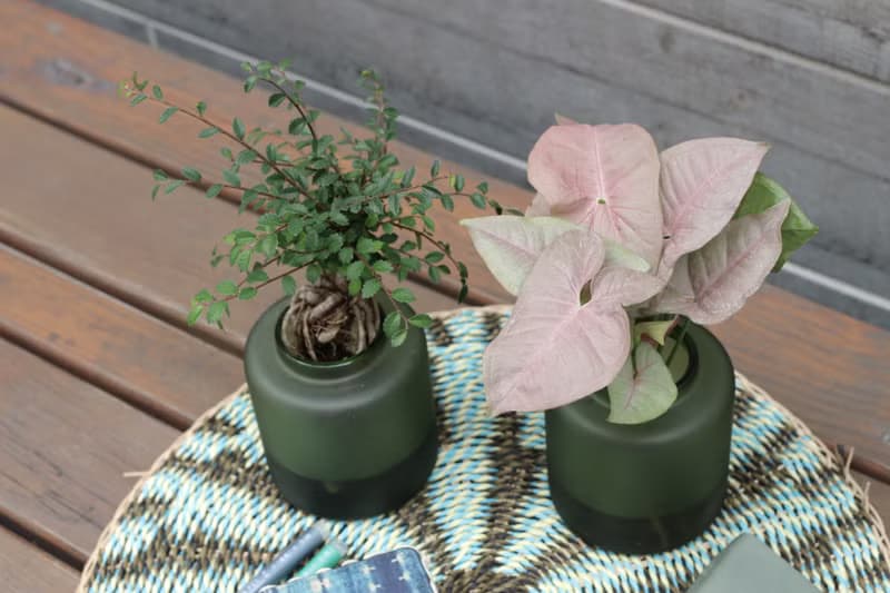 水培植栽 l 裸根榆樹_室內植物 辦公室盆栽 店內擺件 送禮