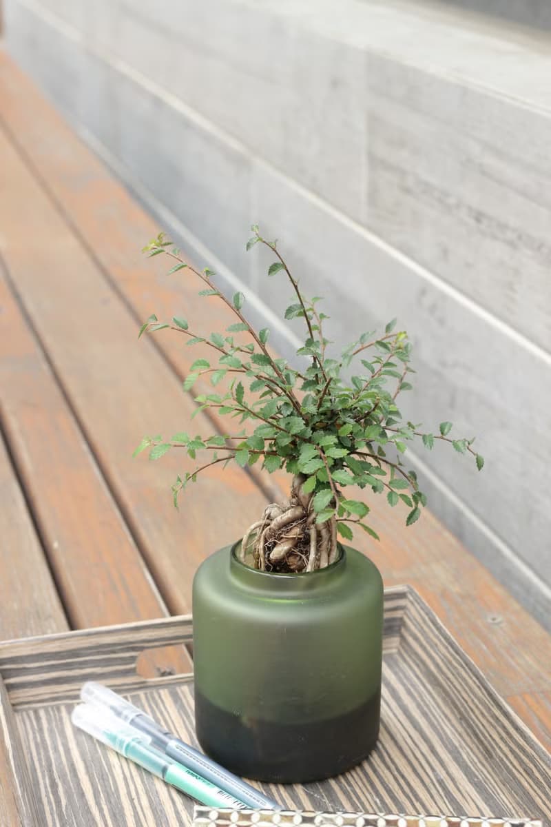 水培植栽 l 裸根榆樹_室內植物 辦公室盆栽 店內擺件 送禮