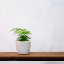 【室內盆栽】文竹 盆栽 觀葉植物 綠化盆栽 植栽 送禮
