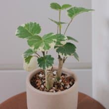 圓葉福祿桐/辦公室植栽/開幕禮
