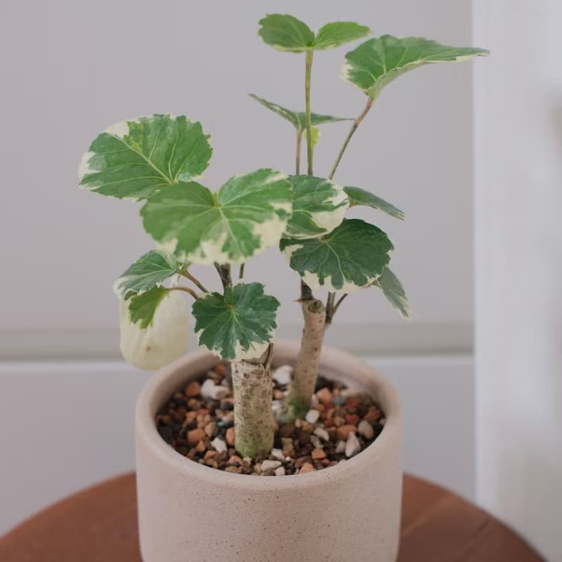 圓葉福祿桐/辦公室植栽/開幕禮
