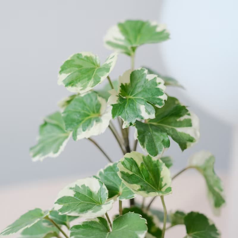 圓葉福祿桐/辦公室植栽/開幕禮