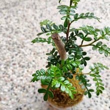 胡椒木苔球│陽台植物│喜光植物│觀葉植物