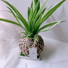 小苔球 吊蘭 植栽 淨化空氣