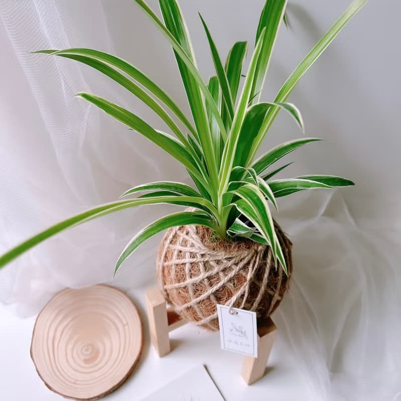 小苔球 吊蘭 植栽 淨化空氣