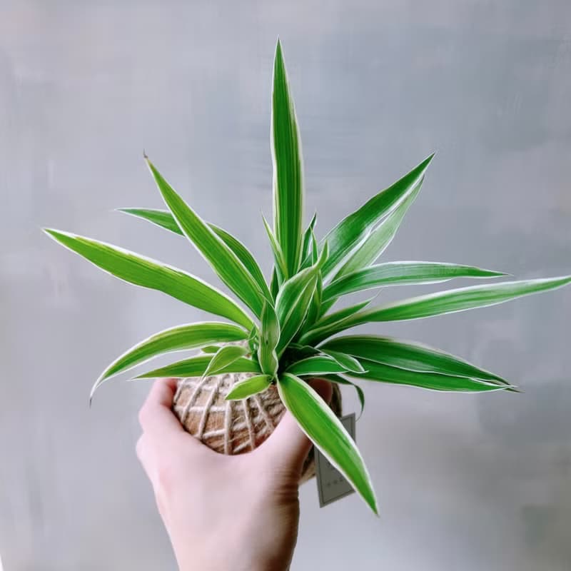 小苔球 吊蘭 植栽 淨化空氣