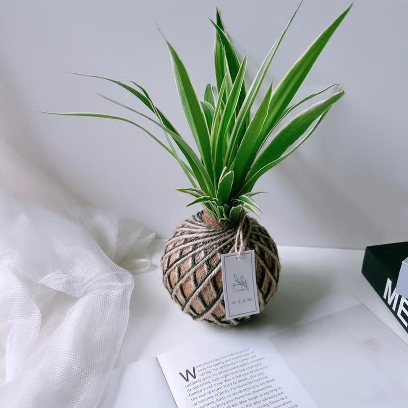 小苔球 吊蘭 植栽 淨化空氣