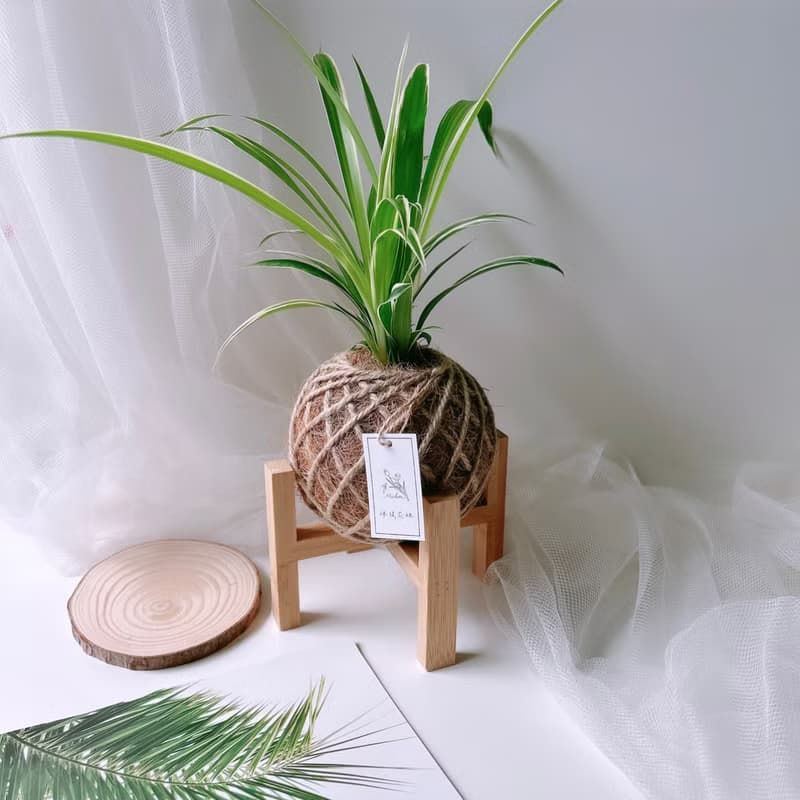 小苔球 吊蘭 植栽 淨化空氣