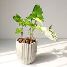 植栽 盆栽 l 大理石合果芋 令人驚奇的白斑  室內植物 辦公室盆栽