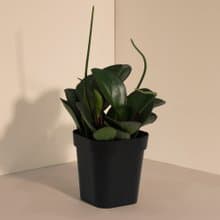 Red edge 琴葉椒草_室內植栽
