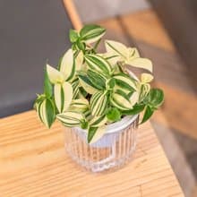 水竹觀葉植物 簡約風懶人盆器 花盆 透明自動吸水盆