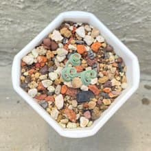 【荳荳多肉】【貴妃彈簧草】喬遷│送禮│升遷│多肉植物