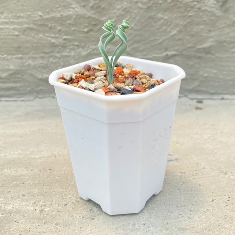 【荳荳多肉】【貴妃彈簧草】喬遷│送禮│升遷│多肉植物