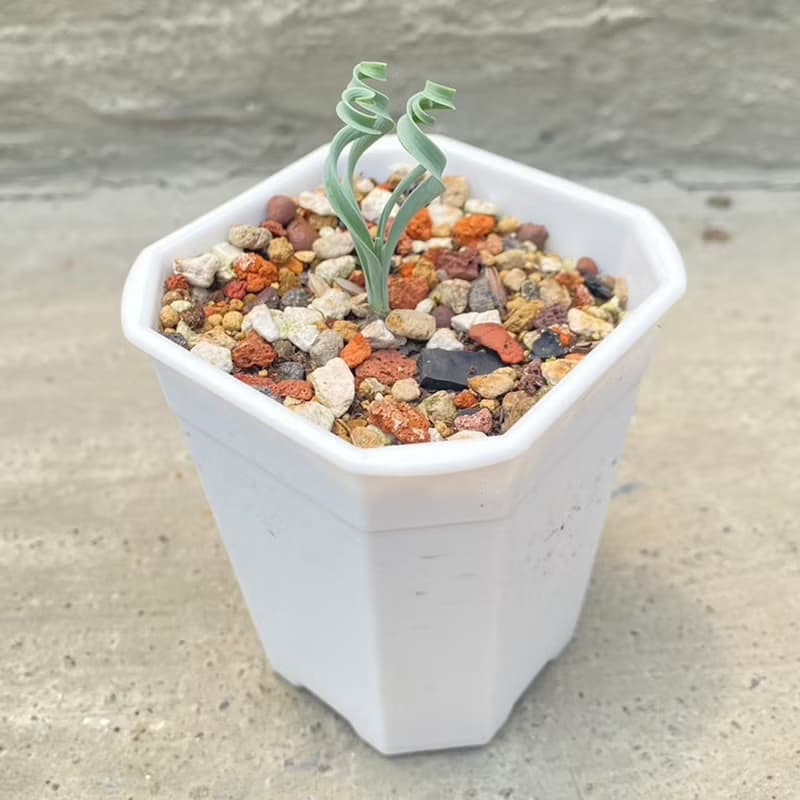 【荳荳多肉】【貴妃彈簧草】喬遷│送禮│升遷│多肉植物