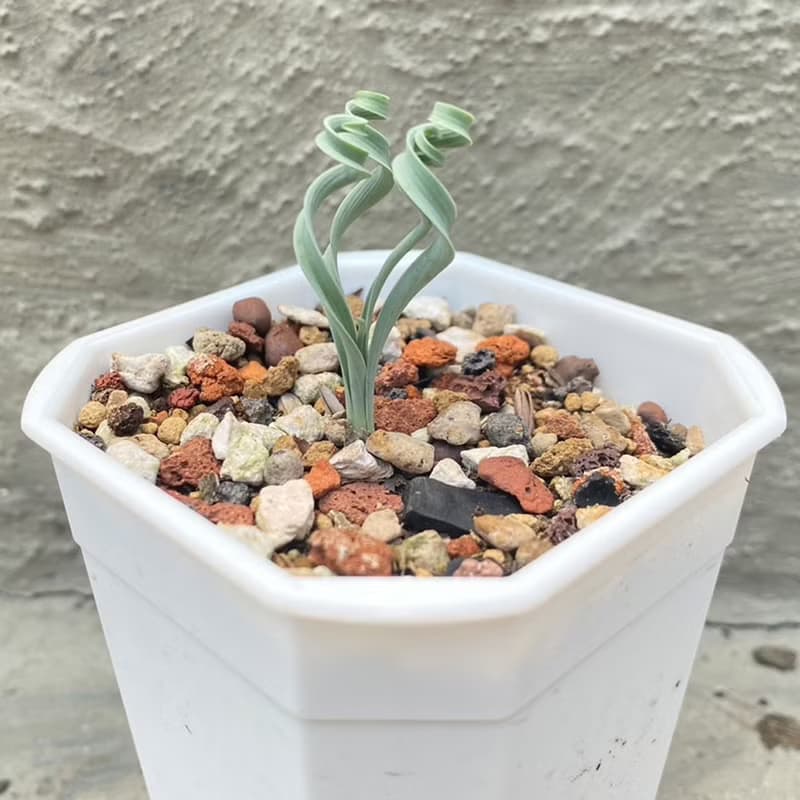 【荳荳多肉】【貴妃彈簧草】喬遷│送禮│升遷│多肉植物