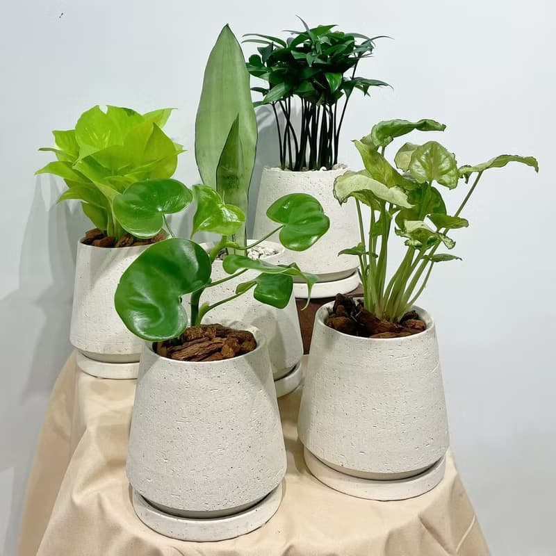 室內小盆栽|桌上小物/合果芋/銀后虎尾蘭/黃金葛/竹柏/愛心蔓